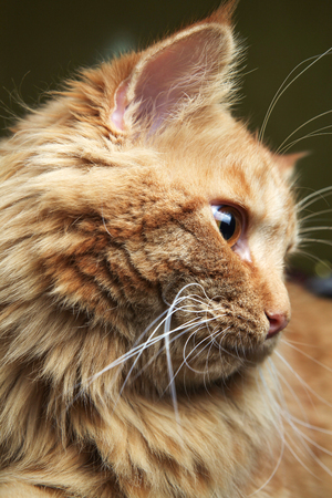 Red cat close-up sidewaysの写真素材