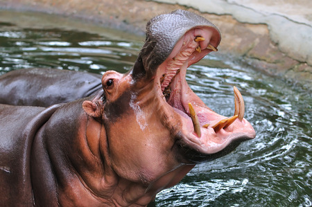 Large hippopotamus closeup with open mouthの写真素材
