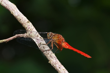 Red Dragonfly on a branchの写真素材