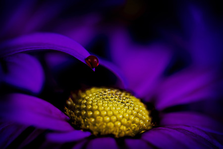 purple African daisy wildflower, abstract close up still life, artistic selective focus, intentional shallow depth of fieldの写真素材