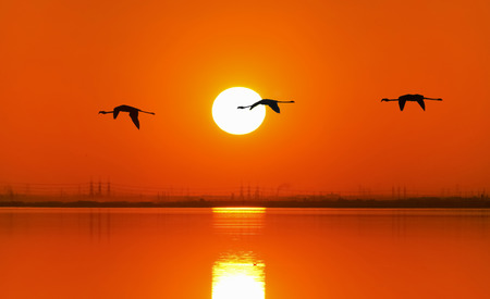 Three flamingos flying in the sky by sunsetの写真素材
