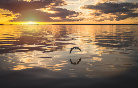 Seagull flying low over the river at sunset backgroundの写真素材
