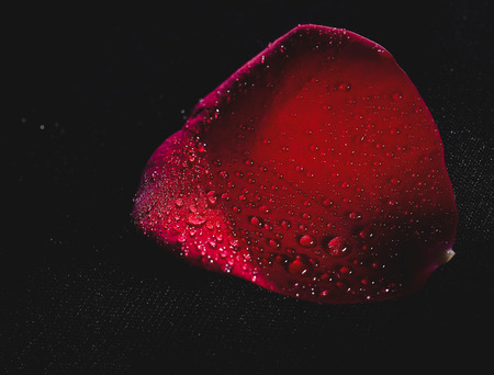 Red rose petals in water dropsの写真素材