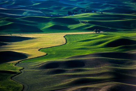 The rolling wheat fields. Location in Steptoe, Washington, United States