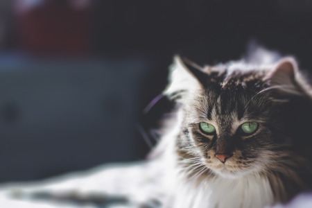 Domestic cat on the bedの写真素材