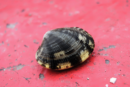 Sea shell closedの写真素材