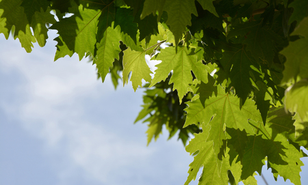 Green leaves against the sky