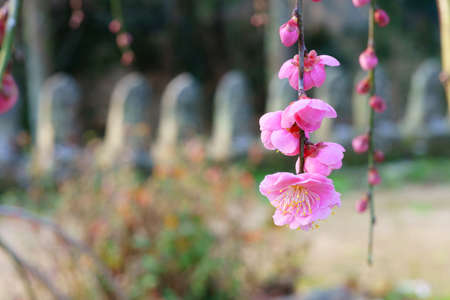 Beautiful botanical shot, natural wallpaper