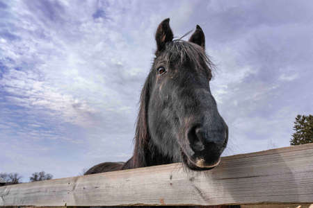 horse with blue sky