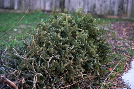 A dead and abandoned Christmas tree on a frozen ground in the countryside.