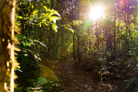 Summer green forest with path and sun shining, natural outdoor seasonal background.