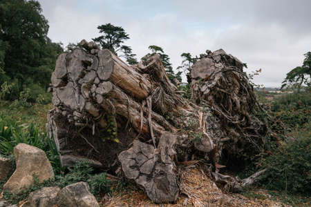 Rotten wood on fieldの写真素材