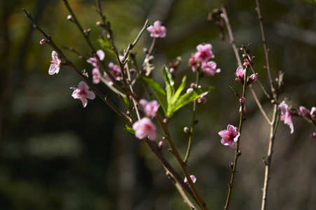 Trees budding in spring