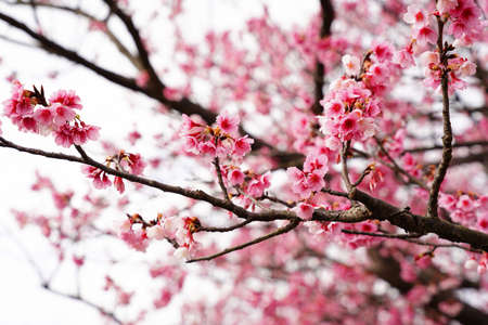 Daylight of peach buds blooming in the spring garden