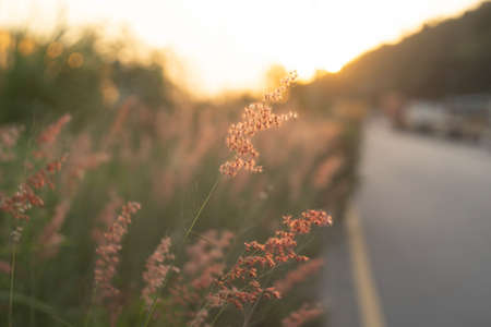 A beautiful shiny field of golden wildflowers over blur background
