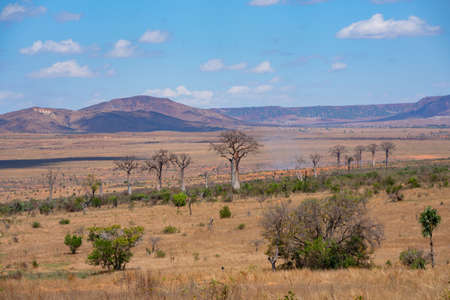 Dried desert bushes as background