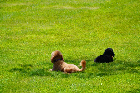 Pets dog animals grass lawn green summerの写真素材