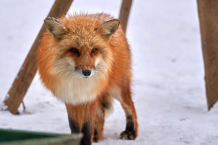 Red fox in the wild