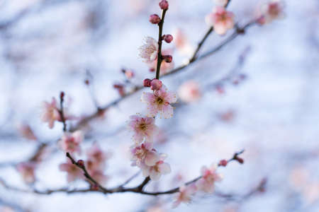 Blooming fruit tree in the garden.の写真素材