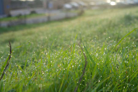 On a green lawn in the early foggy morning. dew on the lush green grass a summer misty morning. the...