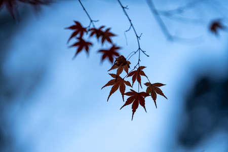the landscape of backlight maple leaves in fall seasonの写真素材
