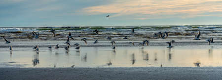 Birds flying above the water