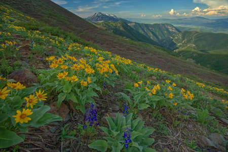 Trees, flowers and grass in the mountain forest, summer morning.の写真素材