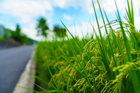 Agricultural industry of rice fieldの写真素材