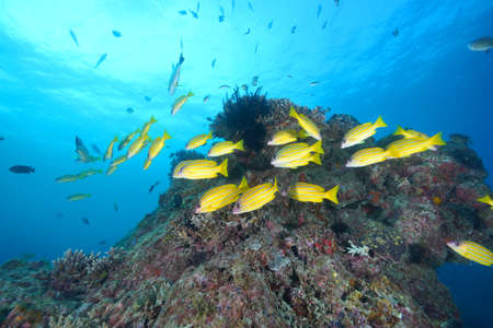 Clean blue undersea life with many colorful fishの写真素材