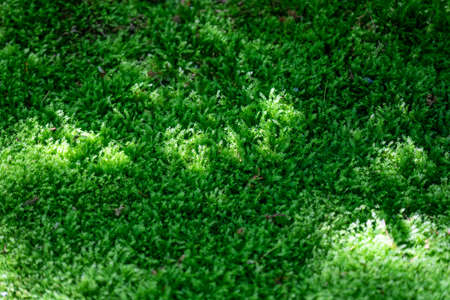 Background of green moss in the forest.