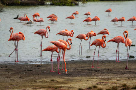 Flock of many beautiful flamingo birds in a small lake - perfect for an article about safariの写真素材
