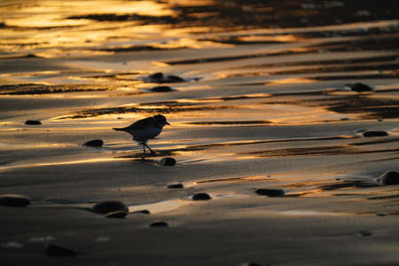 Bird at sunset seaの写真素材