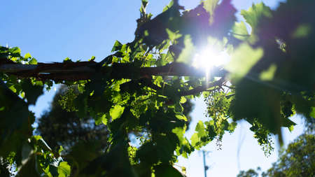 Old vineyard. Ripening clusters of grapes on a bright sunny day. Future harvest conceptの写真素材