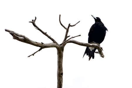 Magpie