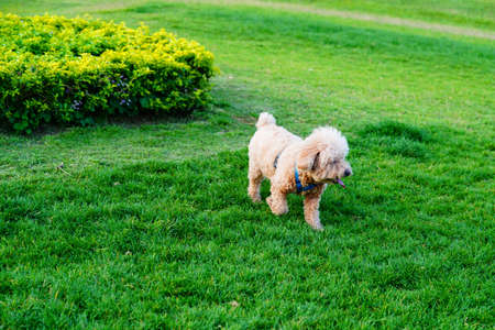 Dog on green grassの写真素材