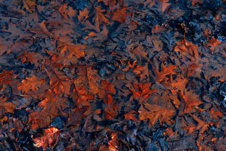 Fallen autumn leaves on water