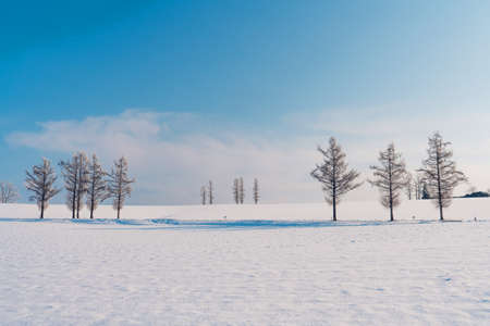 Frozen trees in fieldの写真素材