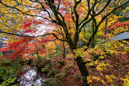 Autumn deciduous tree with bright foliage