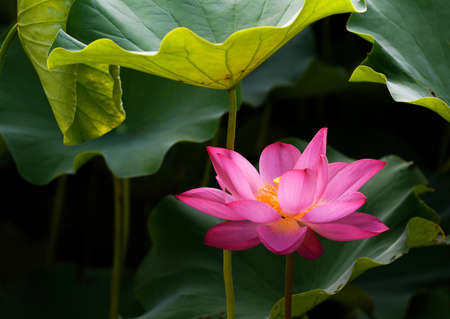 Pink lotus flower in the pond