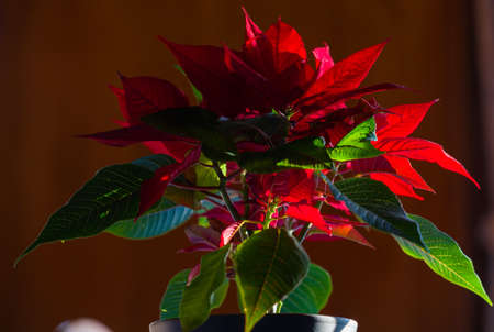Christmas Star (plant)の写真素材