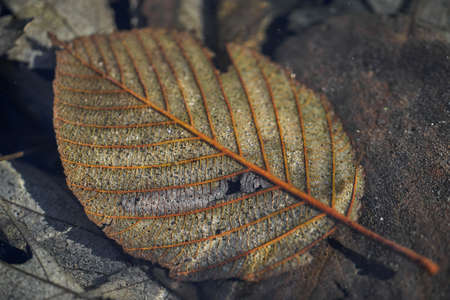 Brown tree leaf