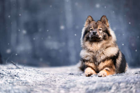 beautiful dog in park