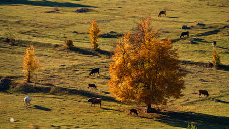 Picturesque view of nature sceneの写真素材