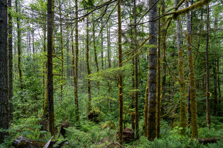 Dense coniferous forest. Sunlight between the trees. Summer. Russia