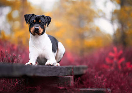 beautiful dog in parkの写真素材