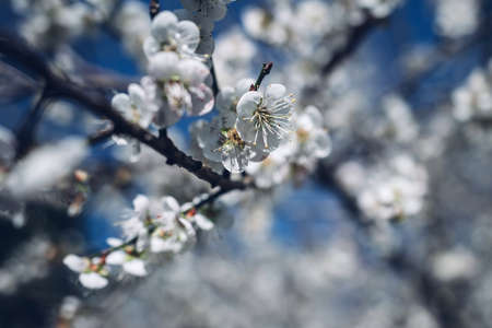 Cherry blossoms in spring. Beautiful white flowers