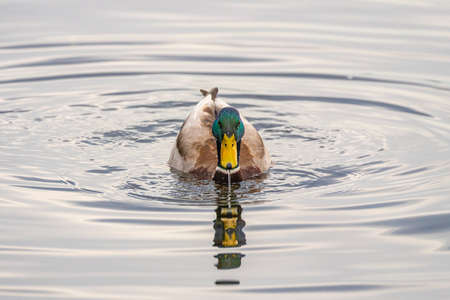 Duck swims on waterの写真素材