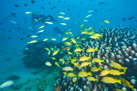 School of blue lined snappers and bengal snappers