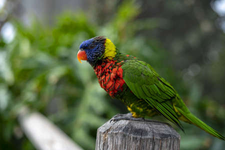 Bright and colorful lorikeet (Lorinae) sitting on a wooden poleの写真素材