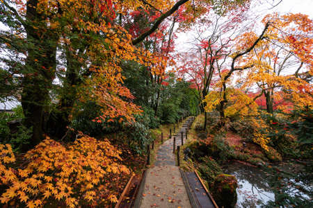 Japan Maple leaf in Autumn Seasonの写真素材